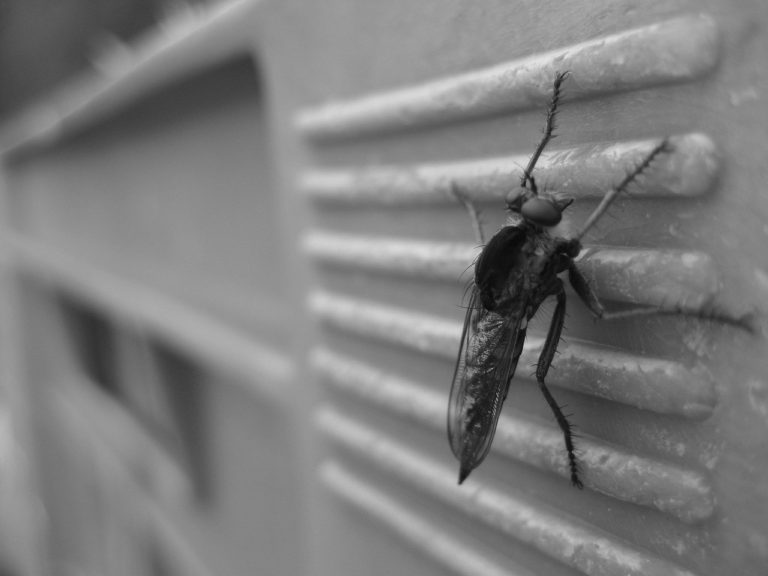 All You Need To Know About Mosquitoes and Repellent